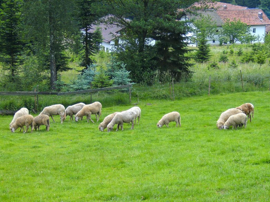 Pension Reindlhoeh Lohberg Bagian luar foto